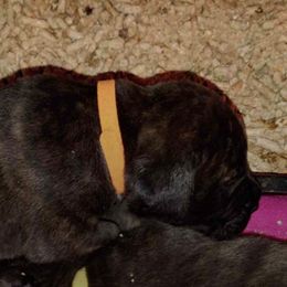 Bullmastiffs from Aspen Ridge Bullmastiffs