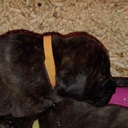 Bullmastiffs from Aspen Ridge Bullmastiffs