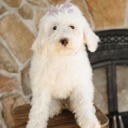 Purple Collar Female - Yellow and white female Bernedoodle puppy in Kamas, Utah from A + E Farms