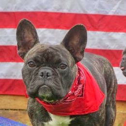 French Bulldogs from Big Piney's Incredibulls