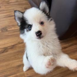 Bandit - Black and white male Pomsky puppy in Mc Minnville, Oregon from West Coast Pomskies