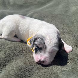 Olive - female Australian Mountain Doodle puppy in Sherrills Ford, North Carolina from Magnolia Grove Farms