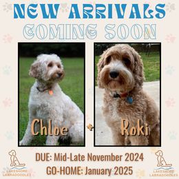Australian Labradoodle puppies from Lakeshore Labradoodles