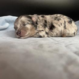 Trixy - Blue merle female Aussiedoodle puppy in Michigan from Kingsden Aussies and doodles