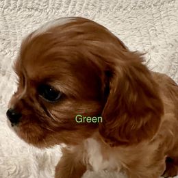 Cavalier King Charles Spaniel Puppies from Rhonda Davis