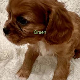 Cavalier King Charles Spaniel Puppies from Rhonda Davis