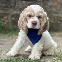 American Corgi, Basset Hound, and Cocker Spaniel Puppies from Oak Hollow Farms