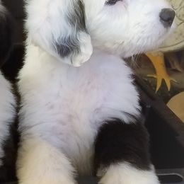 Old English Sheepdog Puppies from Wild-n-Woolly Old English Sheepdogs