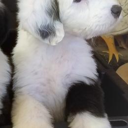 Old English Sheepdog Puppies from Wild-n-Woolly Old English Sheepdogs