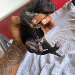 B4 - Black and silver male German Shepherd puppy in Lake Charlse, Louisiana from Dettaalpha Kennels