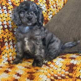 Merlin - Merle male Cockapoo puppy in Berea, Kentucky from Blair’s Furry Friends