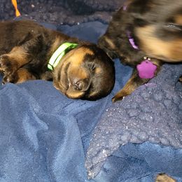 Rottweiler Puppies from Von Haus of Pearl