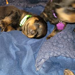 Rottweiler Puppies from Von Haus of Pearl