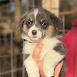 1,200 Bobby Blue - Blue male Pembroke Welsh Corgi puppy in Nashville, Arkansas from Whisenhunt Farms