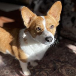 Winnie - Pembroke Welsh Corgi