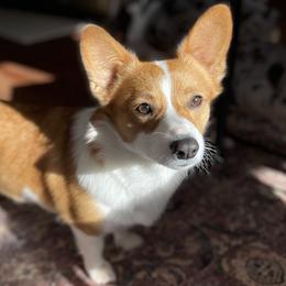 Winnie - Pembroke Welsh Corgi