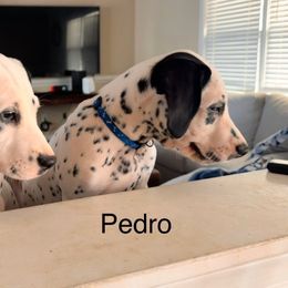 Pedro Boy 1 blue collar - White and black Dalmatian puppy in Buford, Georgia from Nancy's Dalmatians