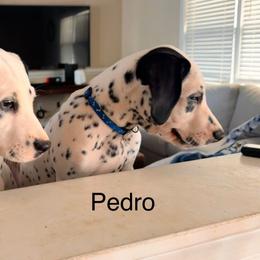 Pedro Boy 1 blue collar - White and black Dalmatian puppy in Buford, Georgia from Nancy's Dalmatians