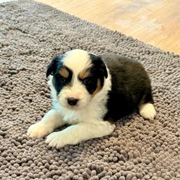 Lil - Black tri-color female Australian Shepherd puppy in Ashland, Ohio from SS Australian Shepherds