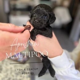 Lolita - Black Maltipoo puppy in Weatherford, Texas from Aprishew Maltipoo