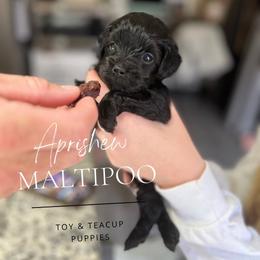 Lolita - Black Maltipoo puppy in Weatherford, Texas from Aprishew Maltipoo