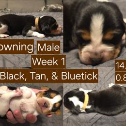 Browning Brown Male - Black tan and bluetick male Beagle puppy in Bemidji, Minnesota from Nse Farms Beagles