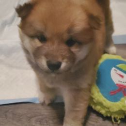 Arista - Red Shiba Inu puppy in Indiana from Wind Dancer's Shibas