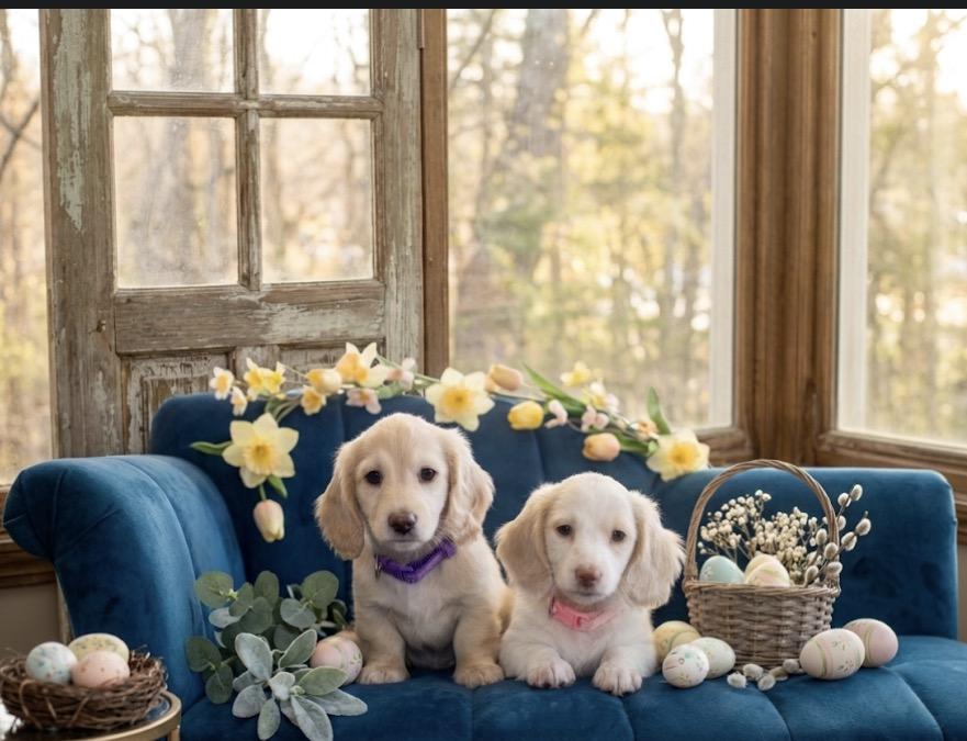 Dach Army LLC in Arizona | Dachshund puppies | Good Dog