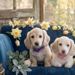 Dachshunds from 8 Dach Army Mini Doxies