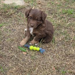 Rolo - Red tri male Miniature Australian Shepherd puppy in Haslet, Texas from Silver Lining Aussies