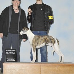 Havoc - Whippet