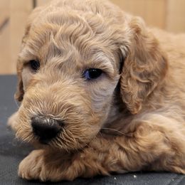 Goldendoodles from Goldendoodle by Design
