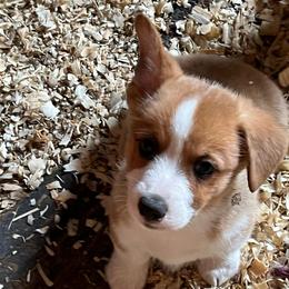 Boy 3 - Red male Pembroke Welsh Corgi puppy in Saylorsburg, Pennsylvania from Dunnideer Farm