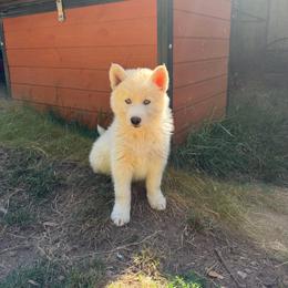 Boy 1 - White male Siberian Husky puppy in Everett, Washington from Addison Grove Huskies