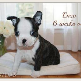 Boy 1-Enzo - Black and white male Boston Terrier puppy in North Central, Vermont from Windy Valley’s Bostons