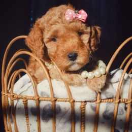 Bernedoodle, Goldendoodle, and Poodle Puppies from Florida Pumpkadoodles
