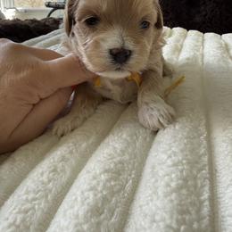 Yellow color ( Rhea litter) - Red male Maltipoo puppy in Fredericktown, Missouri from Doodle Pups Fur-Ever