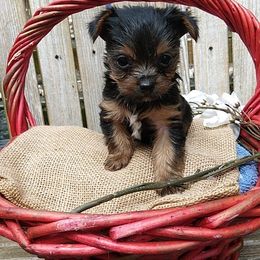 Shih Tzu and Yorkshire Terrier Puppies from Silver Bells Paw Prints