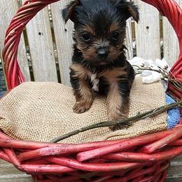 Shih Tzu and Yorkshire Terrier Puppies from Silver Bells Paw Prints