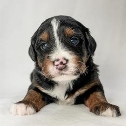 Mozzarella - Black tri-color female Aussiedoodle puppy in Sharpsburg, Georgia from Steindoodles