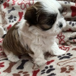 Shih Tzus from Marni's Shih Tzu Puppies