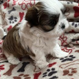 Shih Tzus from Marni's Shih Tzu Puppies