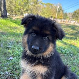 Glinda - Black and red female German Shepherd puppy in Lakeland, Florida from Fur Love And Puppies