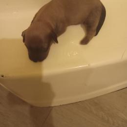 Boy 2 - Red male Dachshund puppy in Warrenville, South Carolina from Sherman's Dachshunds