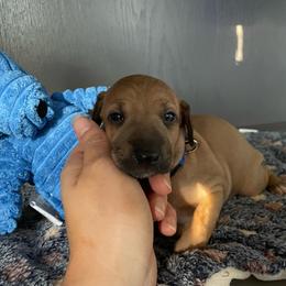 Rusty - Sable male Italian Greyhound puppy in Lancaster, Missouri from White Stone Ranch