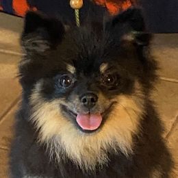 Iwia - Pomeranian