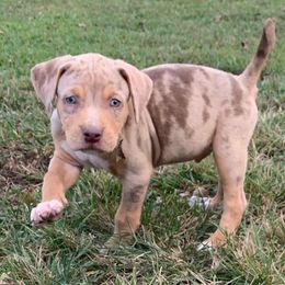 Orange collar male - Red merle male Catahoula Leopard Dog puppy in Gadsden, Alabama from Rich Cat’s