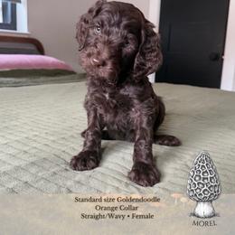 Morel - Orange Collar - Chocolate female Goldendoodle puppy in Garland, Texas from Twilight Doodles