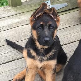 German Shepherds from DeLeeuw German Shepherd Dogs