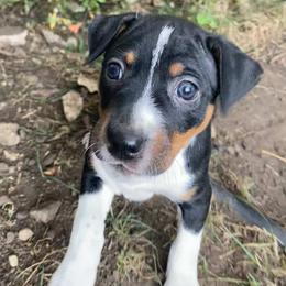 Rat Terrier Puppies from Hawthorne Terriers